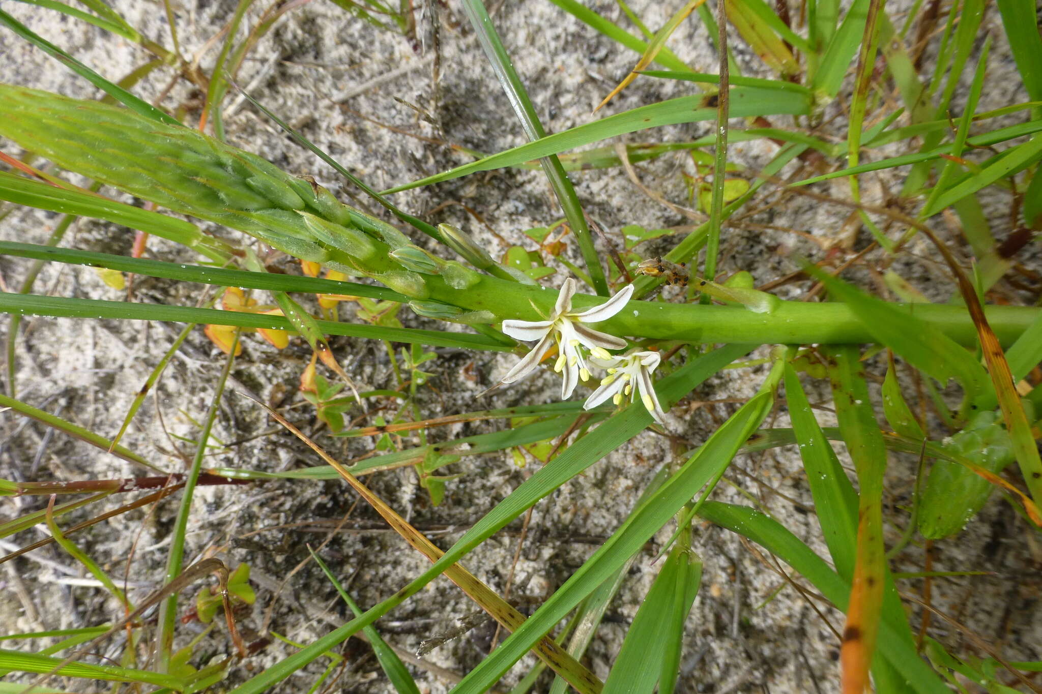 Image of Trachyandra ciliata (L. fil.) Kunth