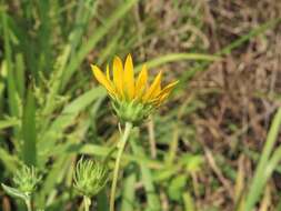 Image of fewleaf sunflower