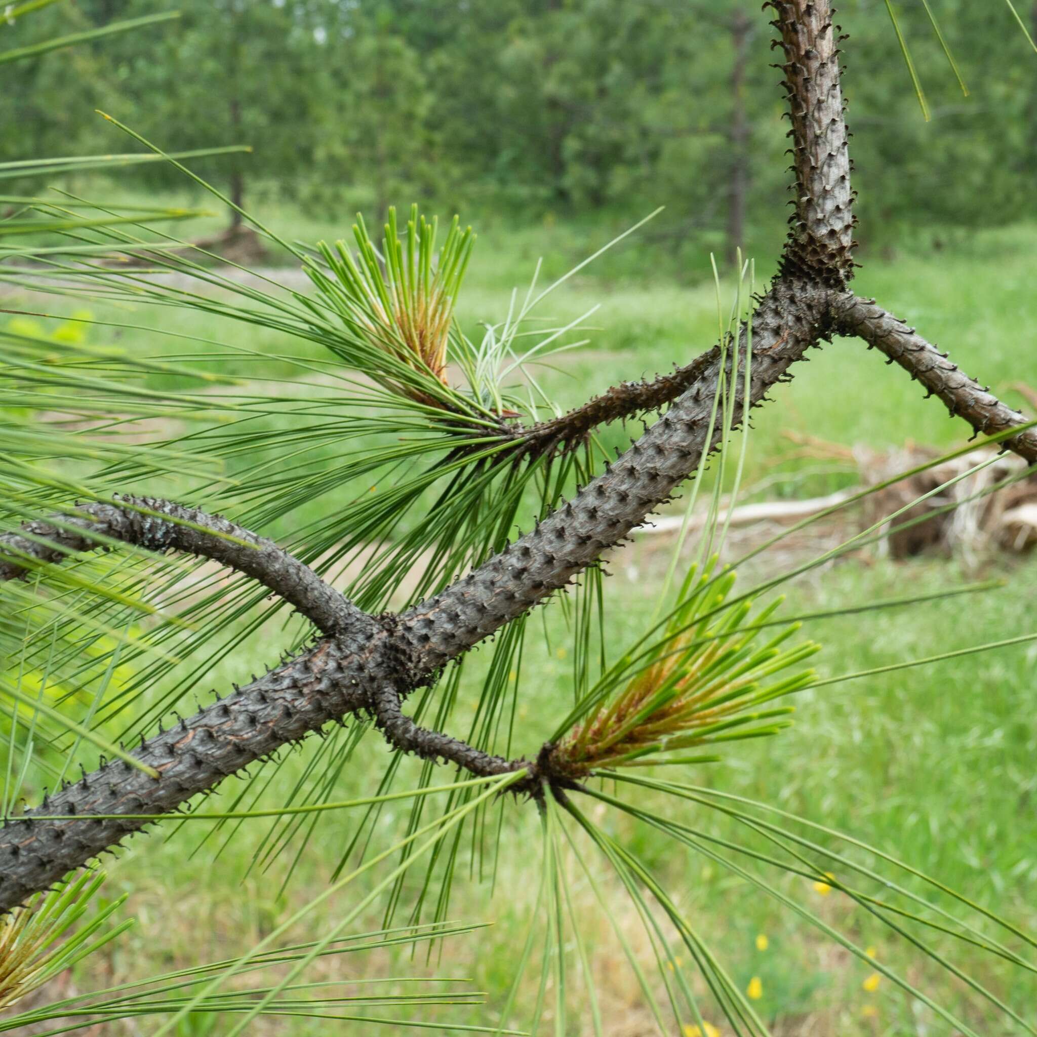 Image of ponderosa pine