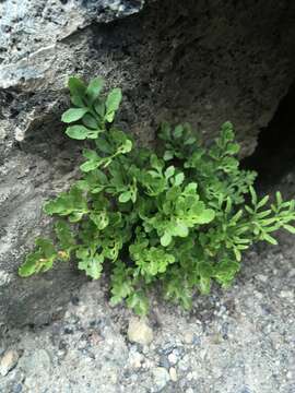 Sivun Cryptogramma cascadensis E. R. Alverson kuva