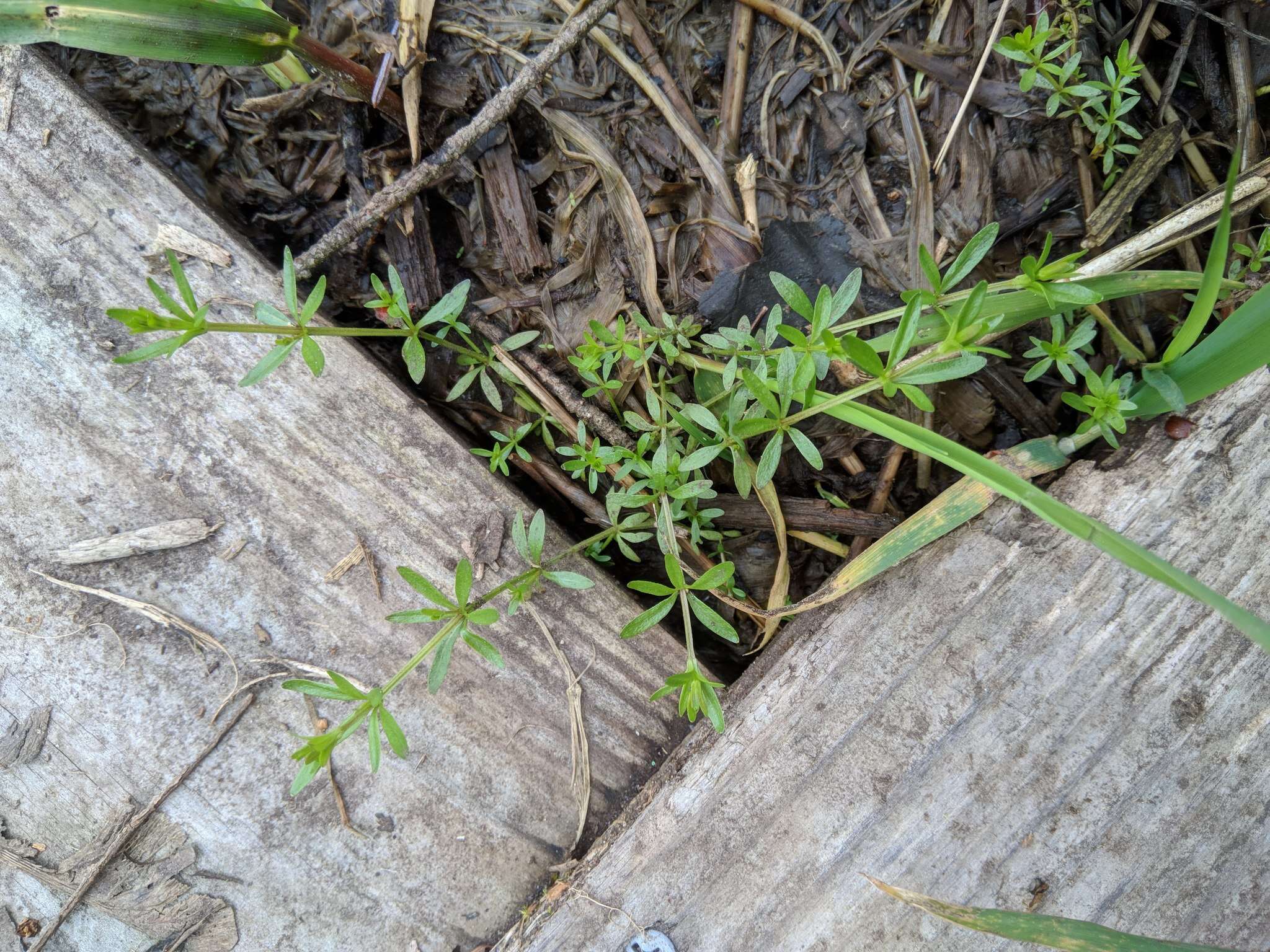 Image of threepetal bedstraw