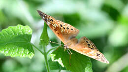 Image de Asterocampa celtis antonia