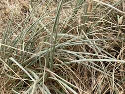 Sivun Spinifex hirsutus Labill. kuva