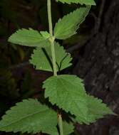 Eupatorium rotundifolium var. scabridum (Ell.) A. Gray的圖片