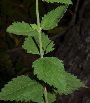 Eupatorium rotundifolium var. scabridum (Ell.) A. Gray resmi