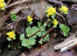 Plancia ëd Chrysosplenium pilosum var. sphaerospermum (Maxim.) Hara