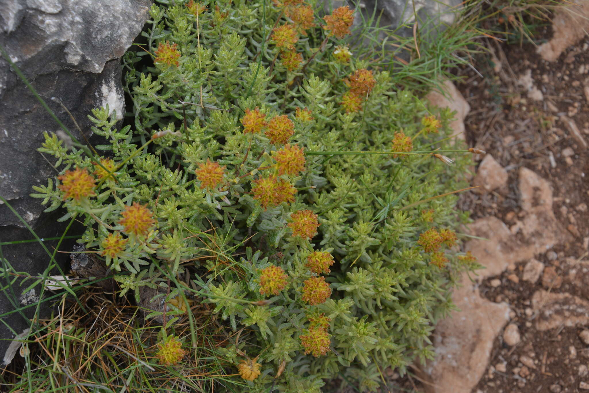 Image de Teucrium ronnigeri Sennen