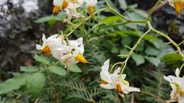 Image of Solanum chacoense Bitter