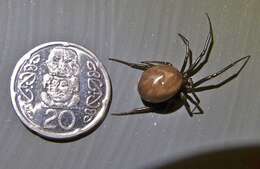 Image of False black widow