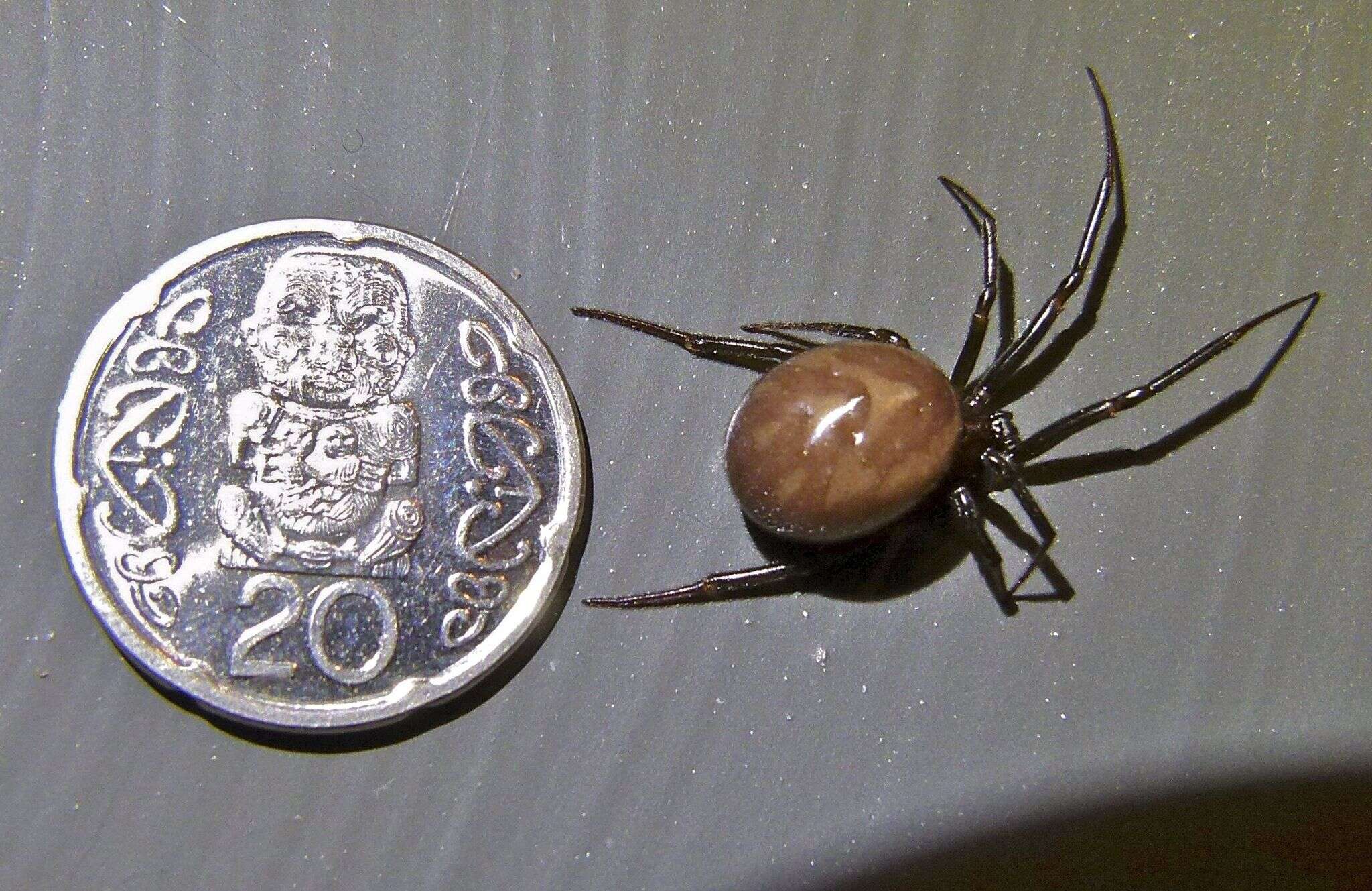 Image of False black widow