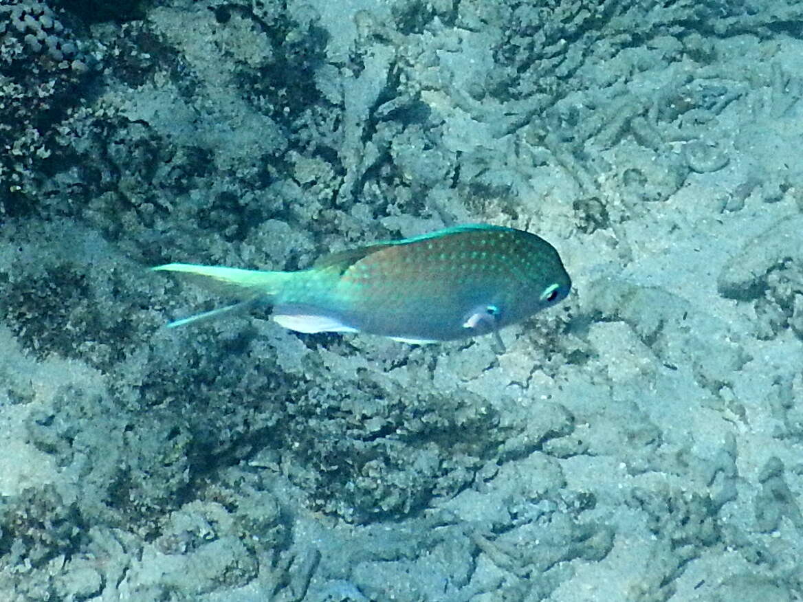 Image of Black-axil chromis