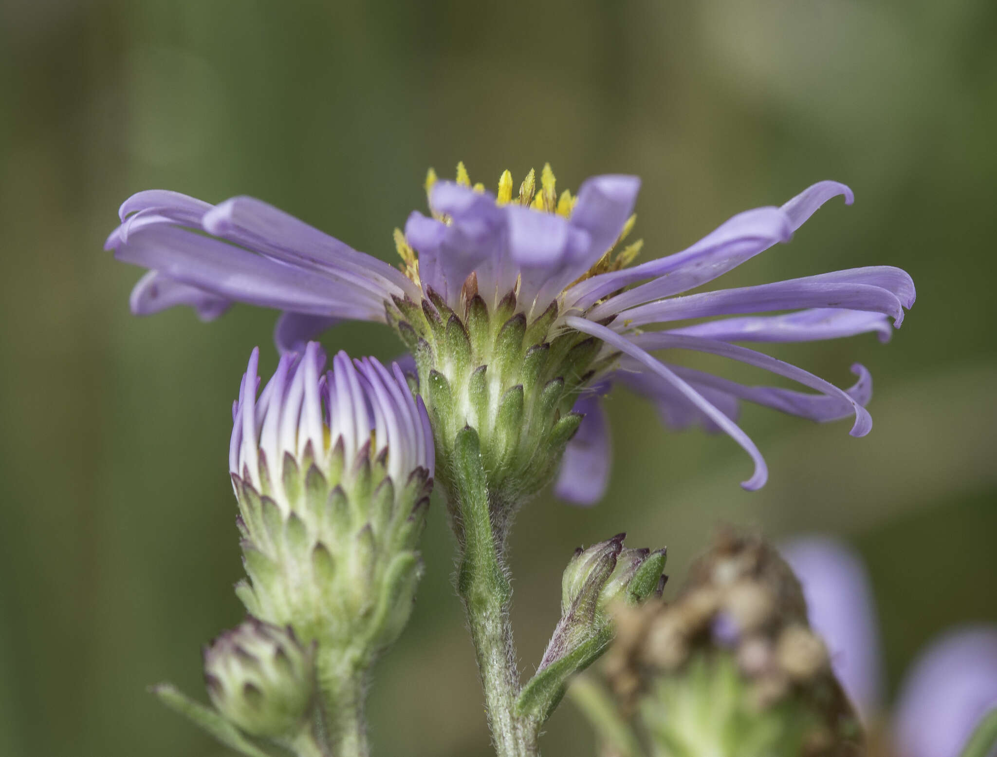 Image of western aster