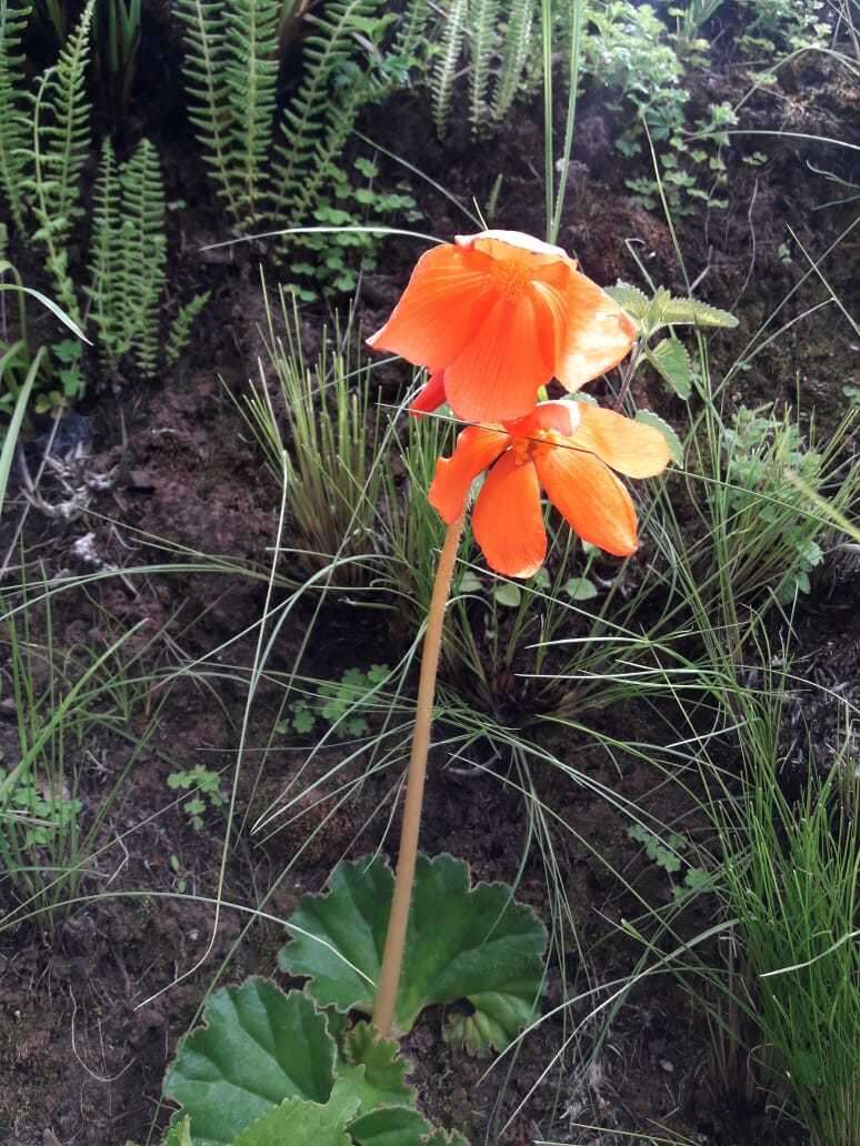 Слика од Begonia veitchii Hook. fil.