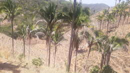 Image of Attalea guacuyule (Liebm. ex Mart.) Zona