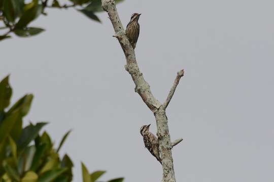 Image of Sunda Pygmy Woodpecker