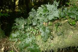 Image de Hymenophyllum dilatatum (G. Forst.) Sw.