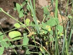 Imagem de Boerhavia coulteri (Hook. fil.) S. Wats.