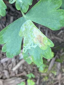 Image of Phytomyza aquilegiana Frost 1930