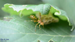 Parapolybia varia (Fabricius 1787)的圖片