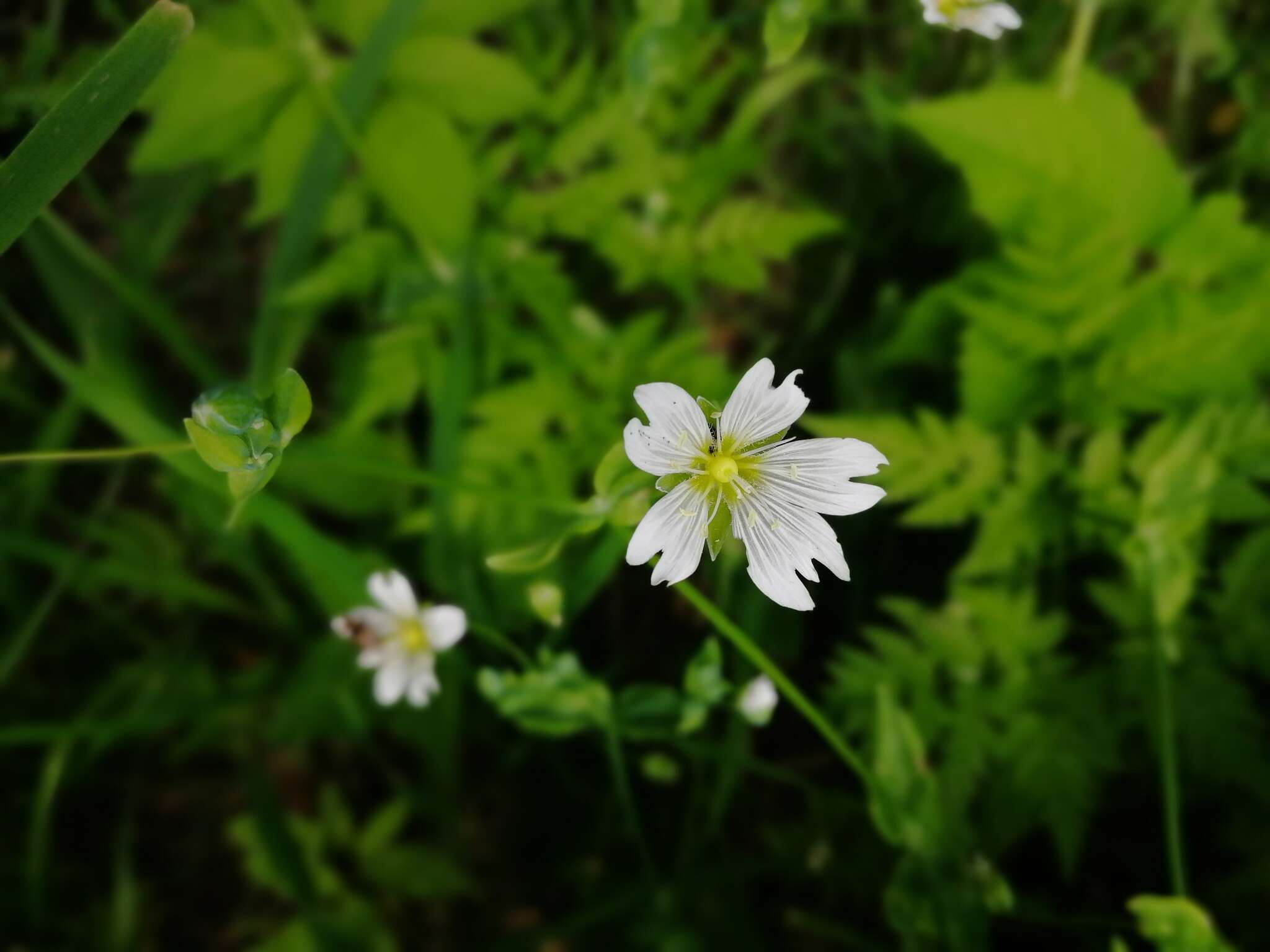 Image of Cerastium davuricum Fischer