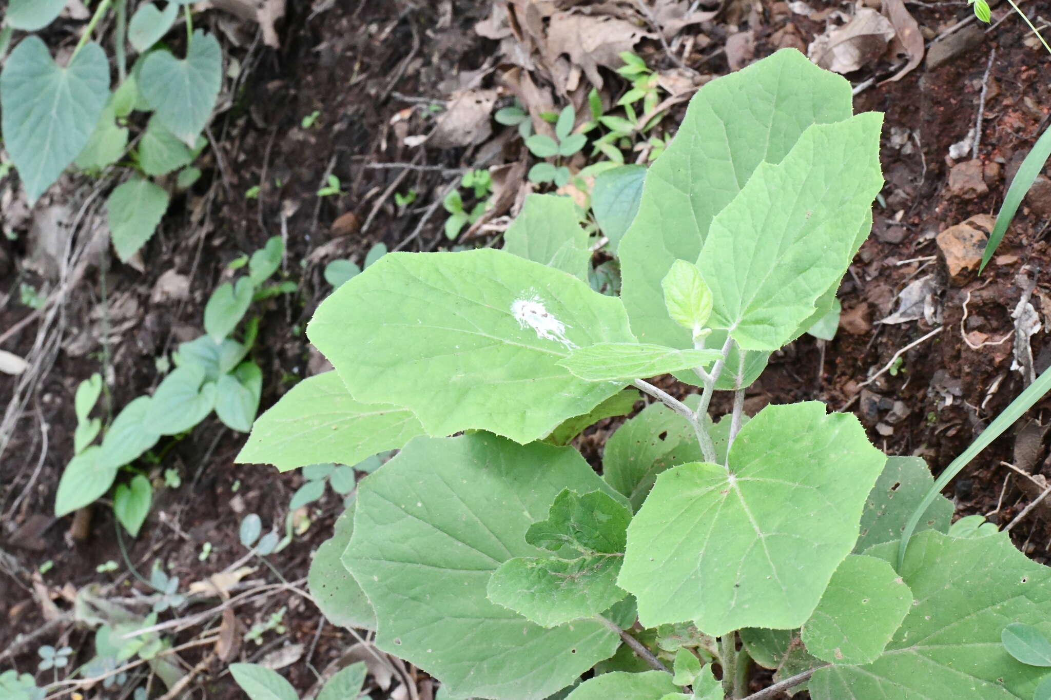 Image of Roldana albonervia (Greenm.) H. Rob. & Brettell