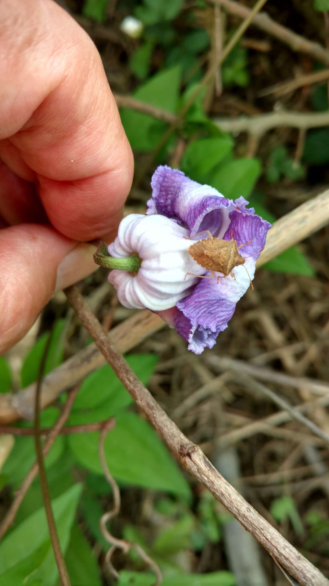 Image of swamp leather flower