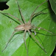 صورة Dolomedes sulfureus L. Koch 1878