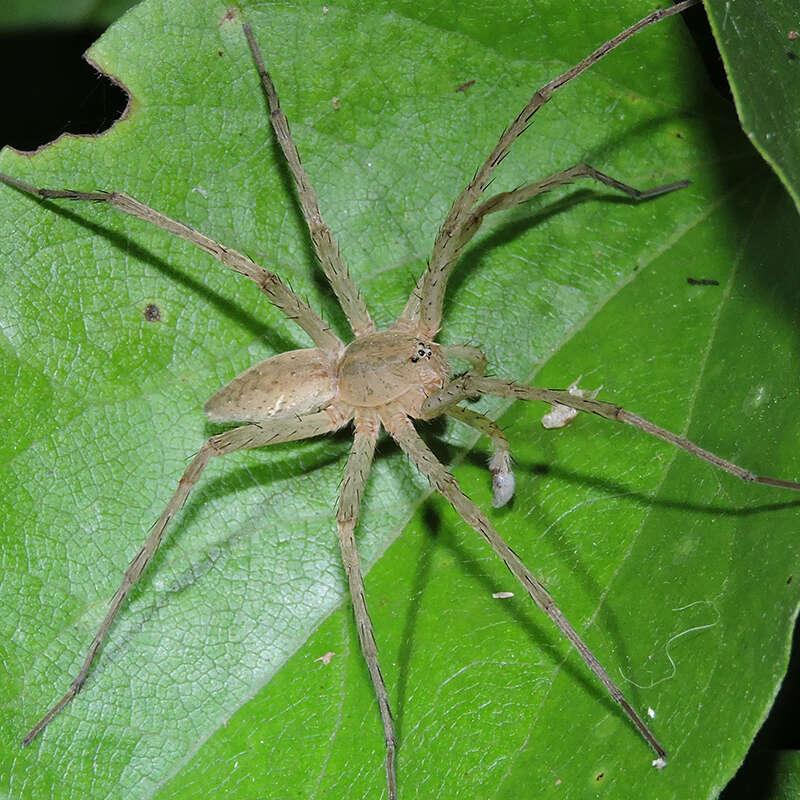 صورة Dolomedes sulfureus L. Koch 1878