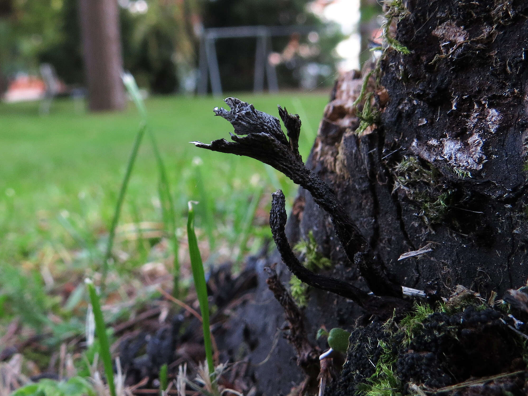 Image of Xylaria hypoxylon (L.) Grev. 1824