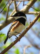 صورة Batis capensis hollidayi Clancey 1952