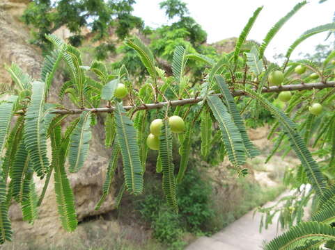 Image de Amla