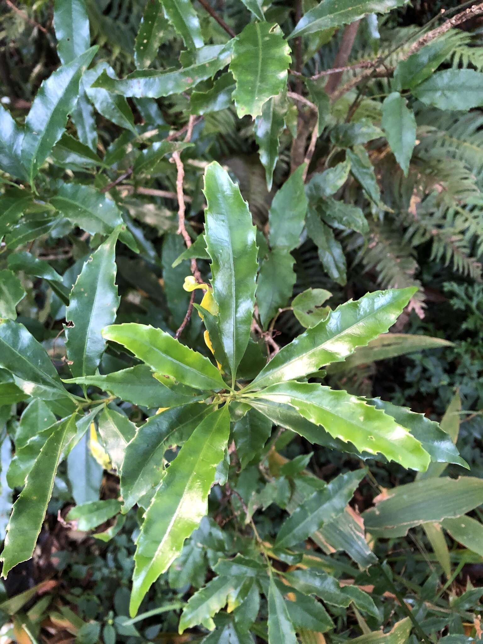 Image de Helicia cochinchinensis Lour.