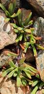 Image of Leptinella pyrethrifolia var. linearifolia (Cheeseman) D. G. Lloyd & C. J. Webb