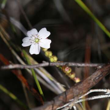 Image of Drosera mannii Cheek