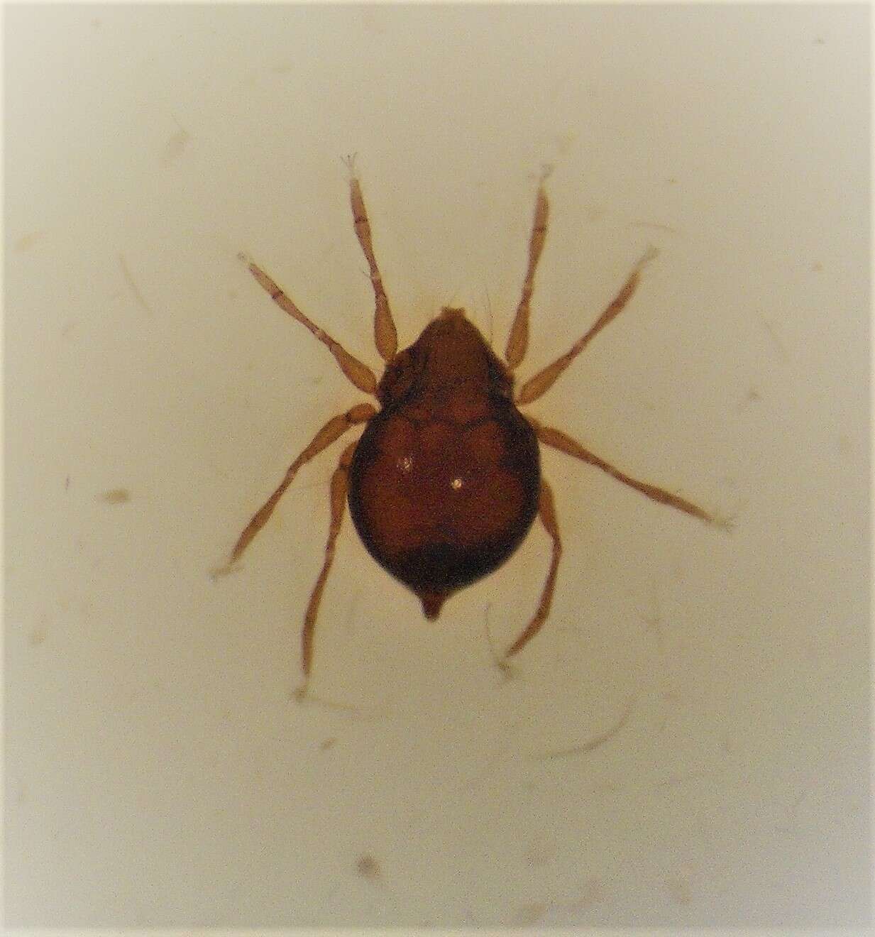 Image of Sellnickia caudata (Michael 1898)