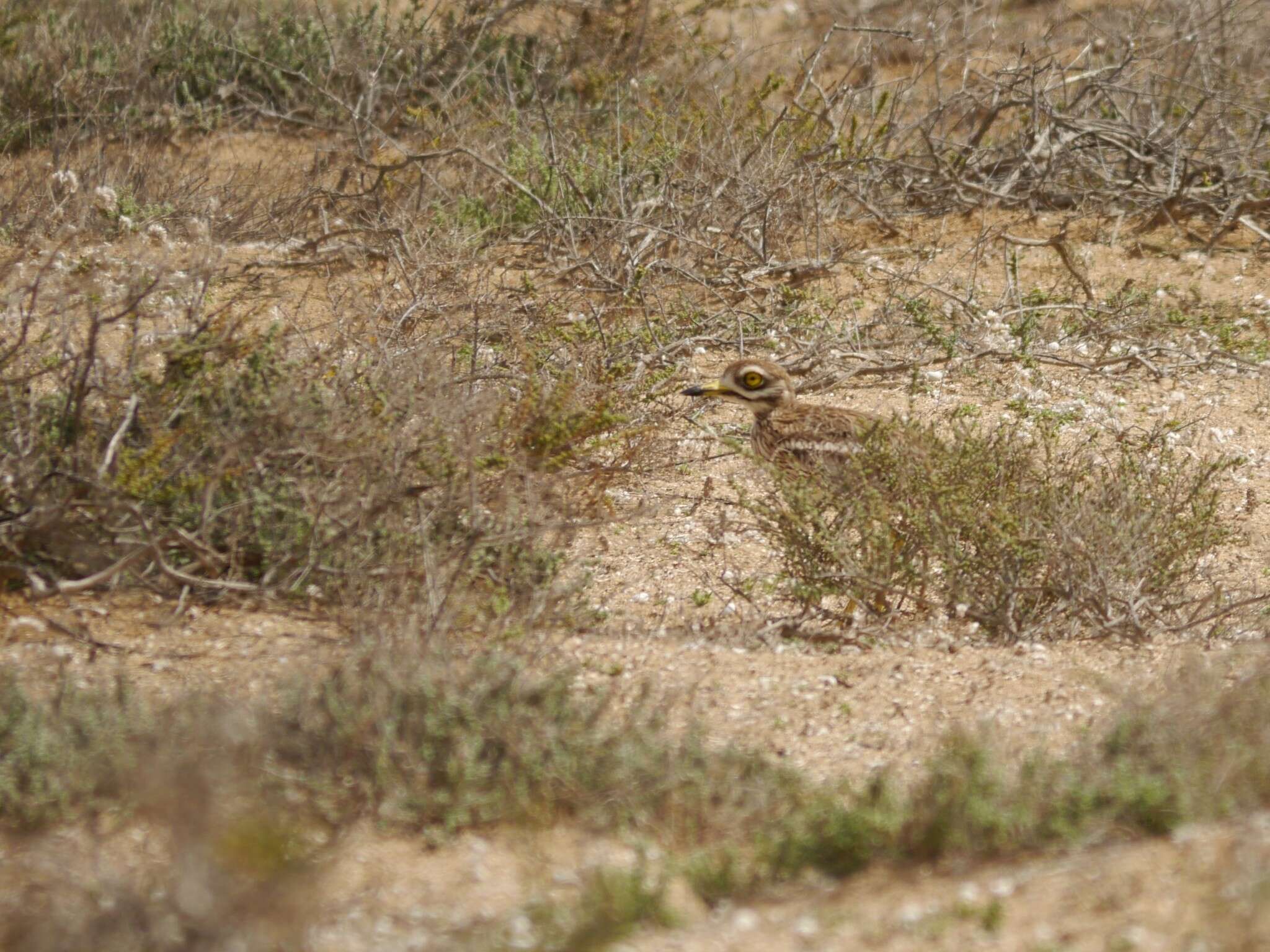 Image de Burhinus oedicnemus insularum (Sassi 1908)