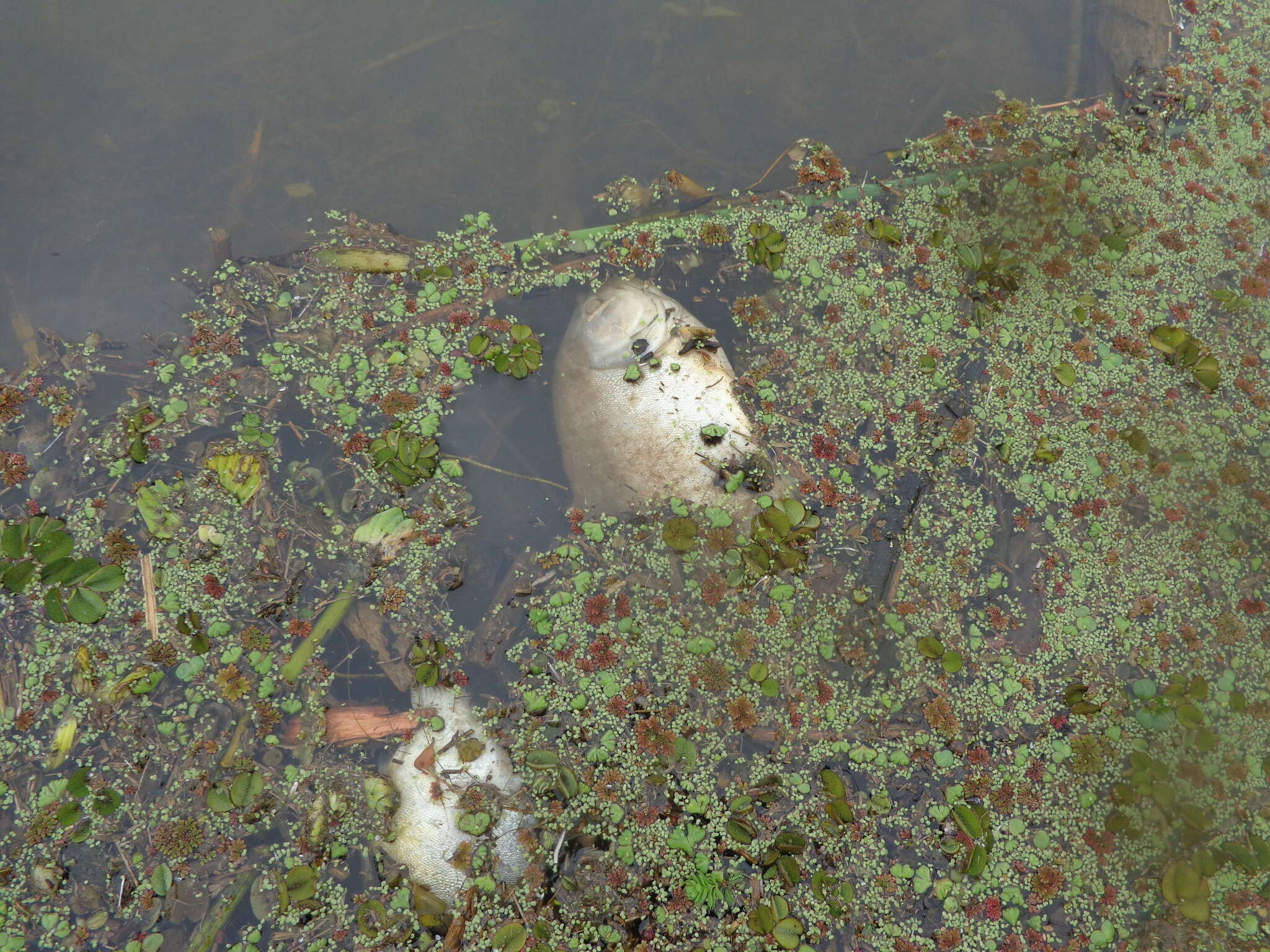 Image of Red-bellied piranha