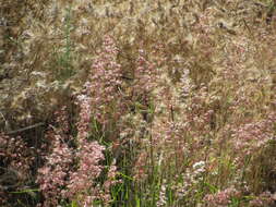 Image of Melinis repens subsp. repens