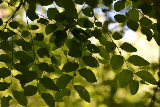 Image of <i>Phyllanthus mocinianus</i>