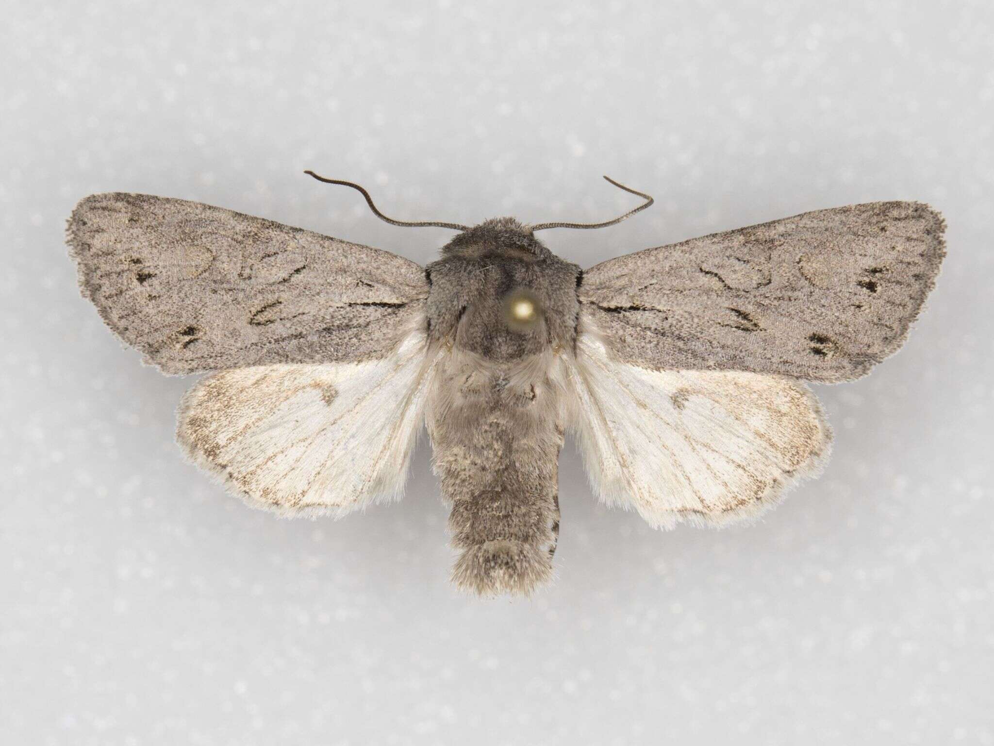 Image of Lacinipolia patalis Grote 1873