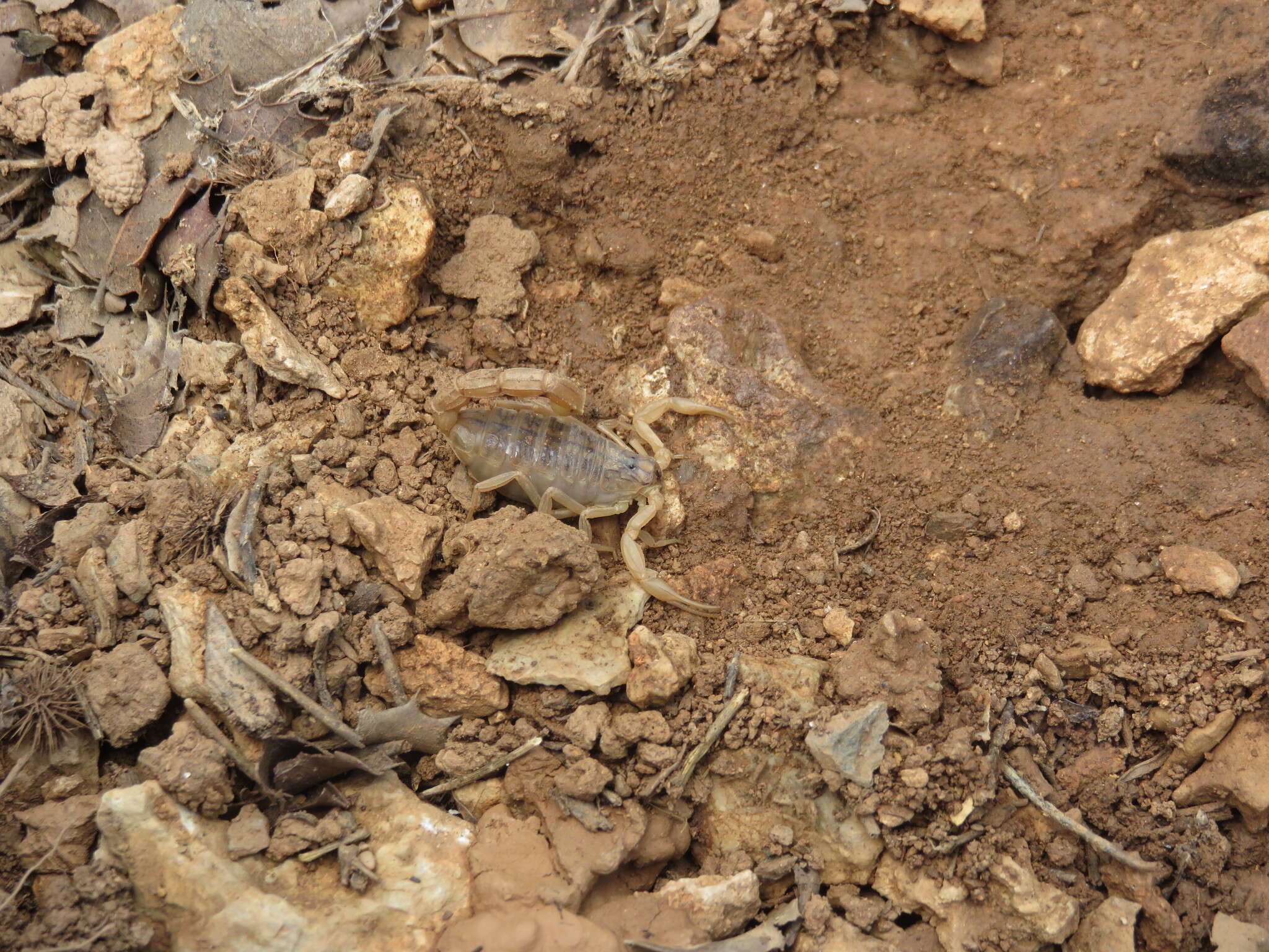 Plancia ëd Buthus elongatus Rossi 2012