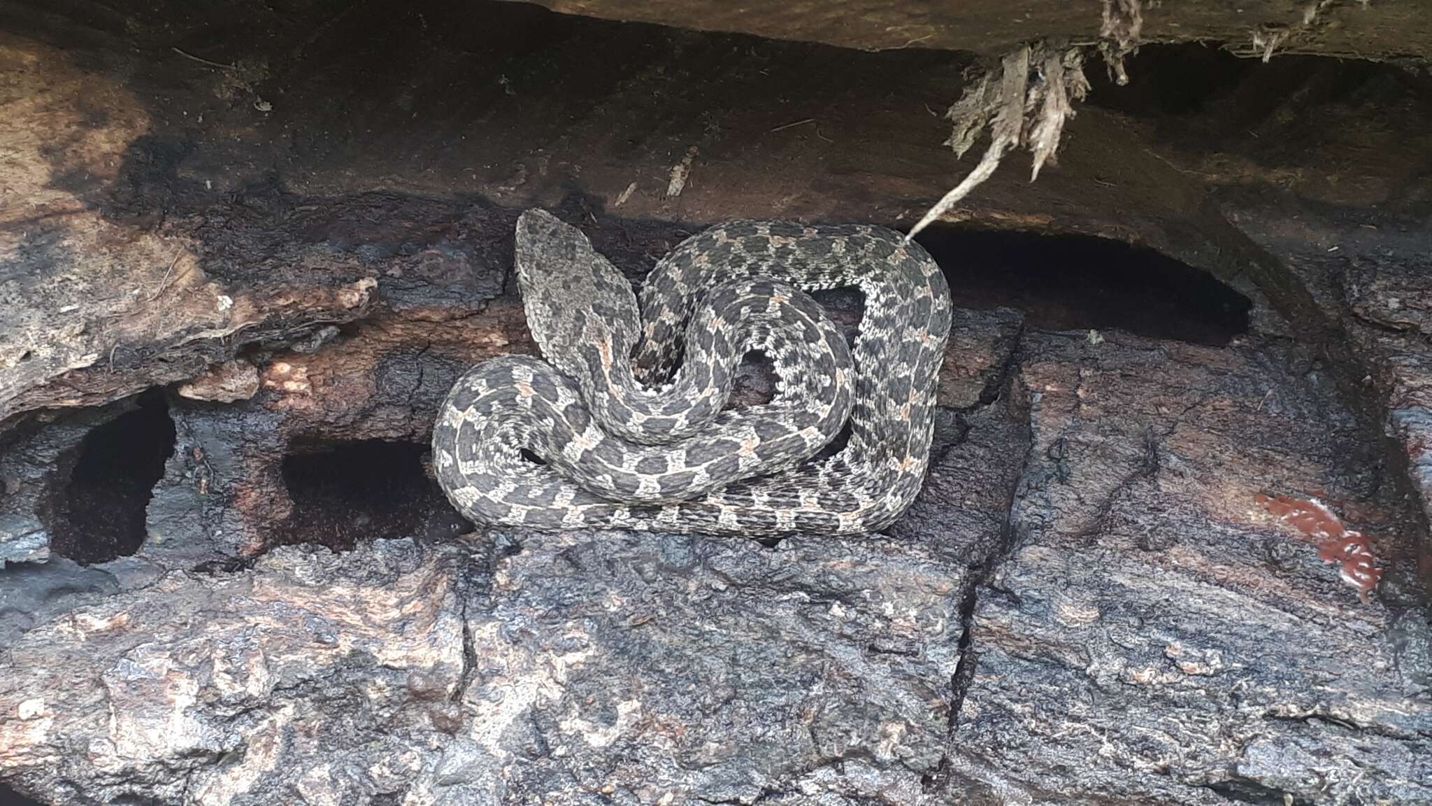 Image of Slender Hognose Viper