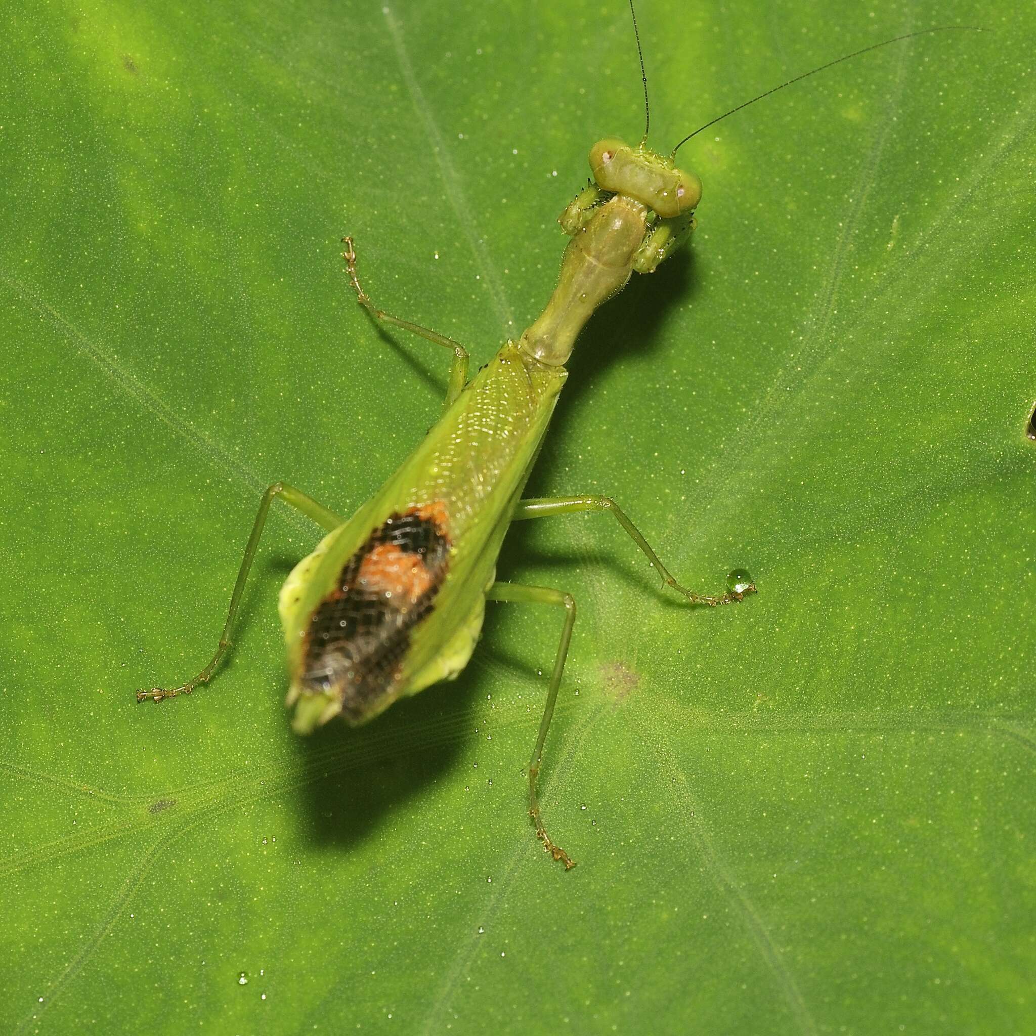 Image of Acontista aurantiaca Burmeister 1838