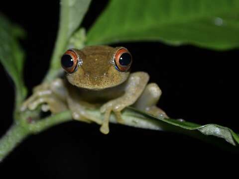 Image of Böhme's Bright-eyed Frog