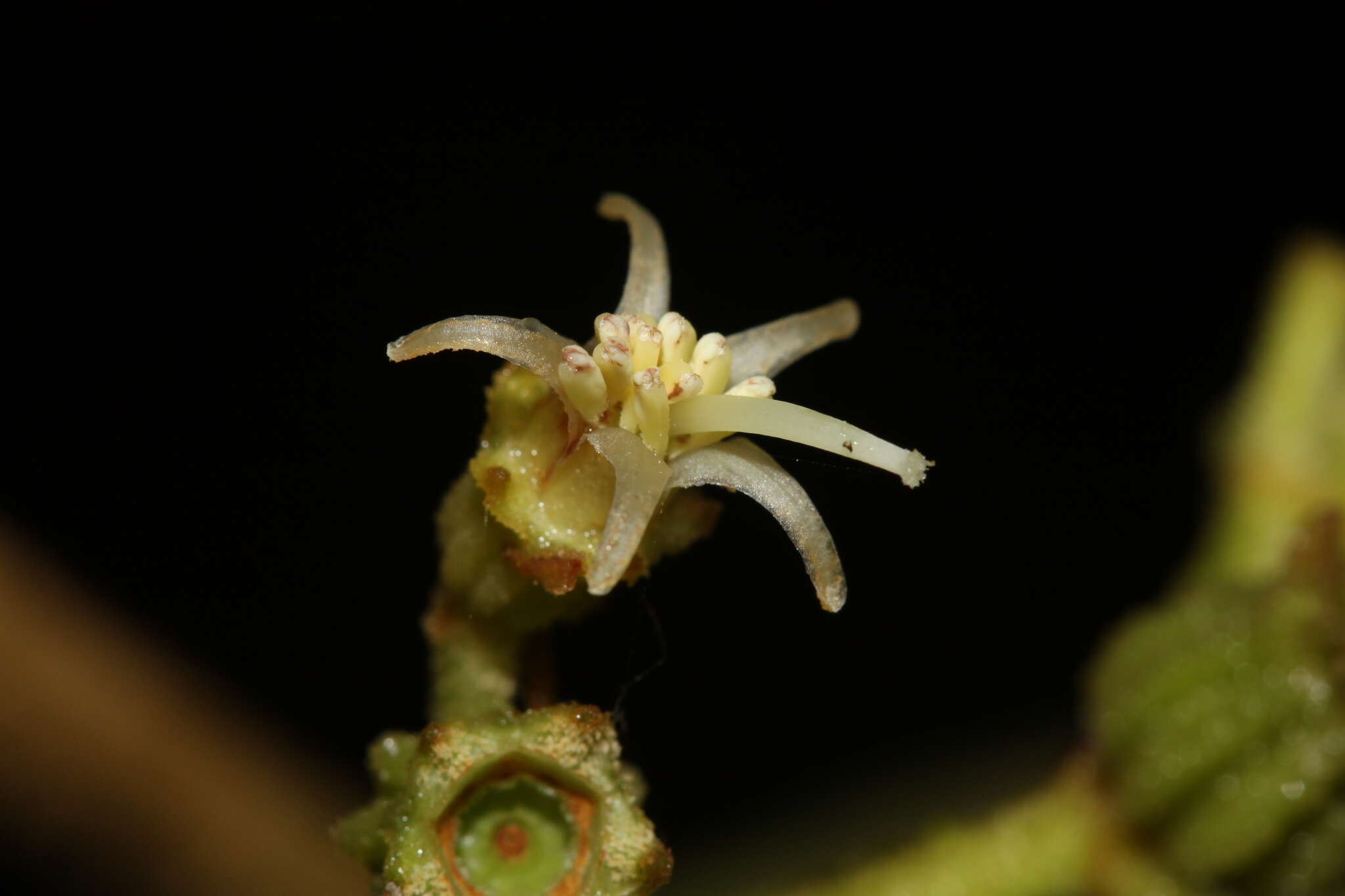 Image de Miconia albertobrenesii Gamba & Almeda