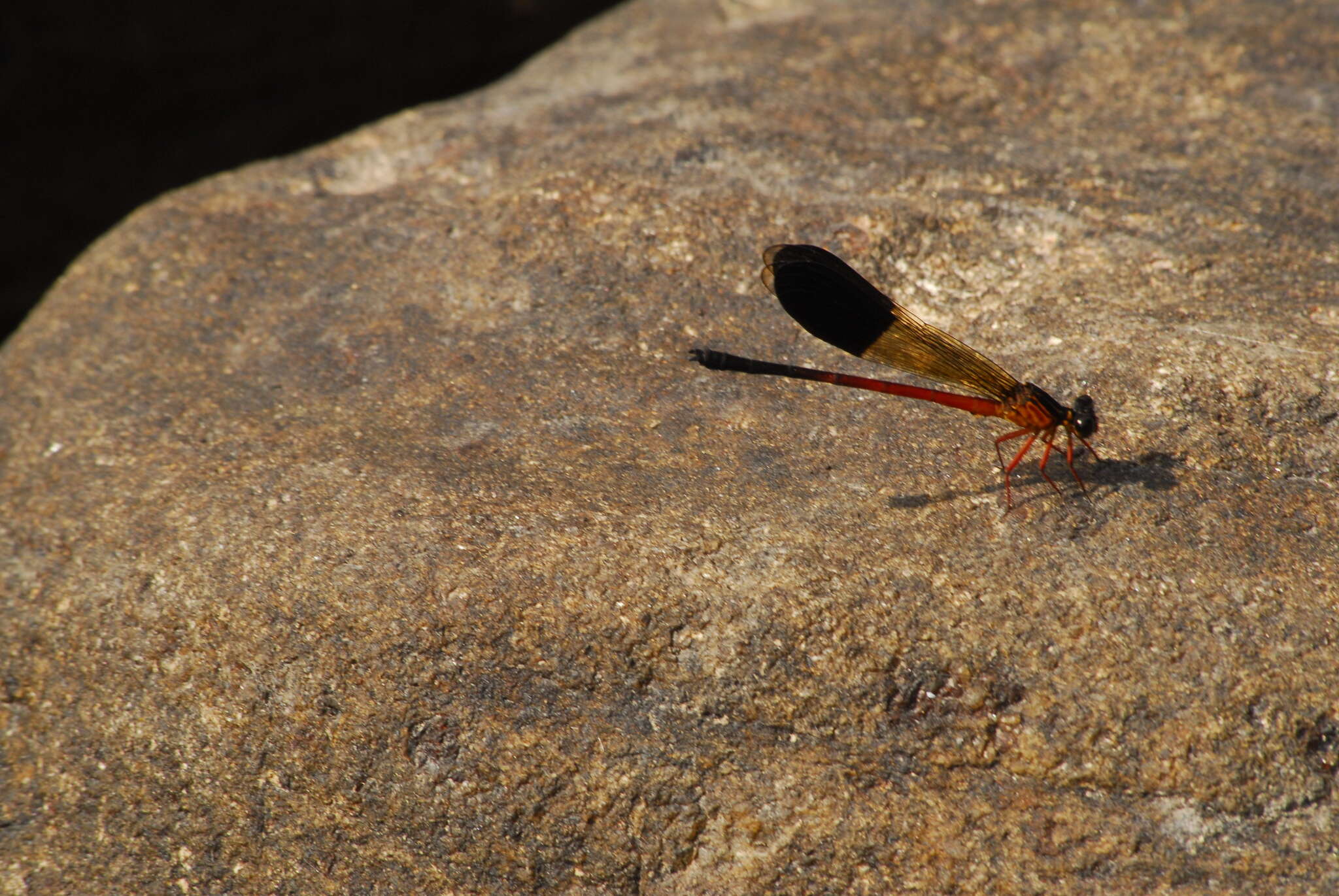 Image of Euphaea cardinalis (Fraser 1924)