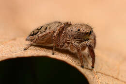 Image of Habronattus coecatus (Hentz 1846)