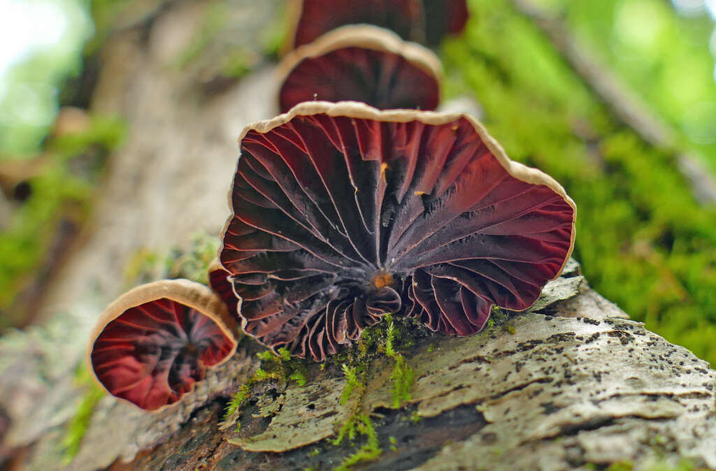 Imagem de Anthracophyllum lateritium (Berk. & M. A. Curtis) Singer 1951