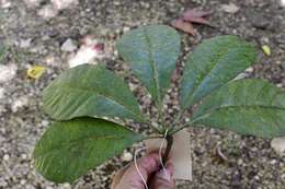 Image of Oreopanax echinops (Schltdl. & Cham.) Decne. & Planch.