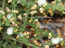 Слика од Acacia biflora R. Br.